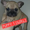 French Bulldog