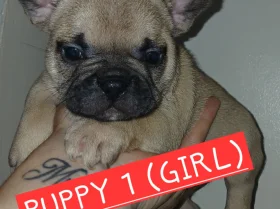 French Bulldog