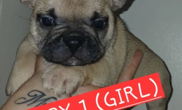 French Bulldog