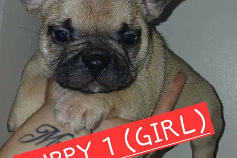 French Bulldog