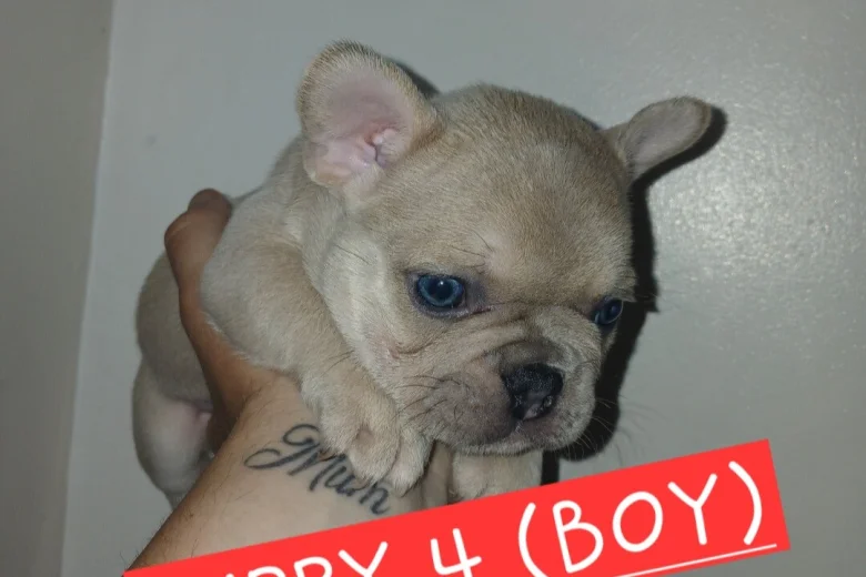 French Bulldog