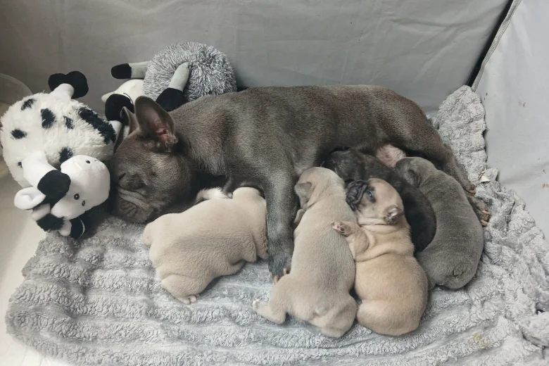 French Bulldog