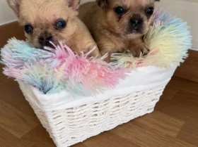 French Bulldog