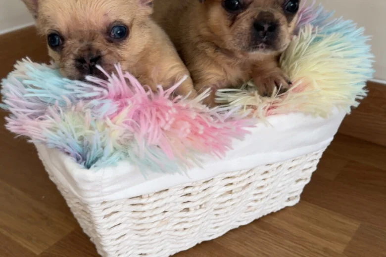 French Bulldog