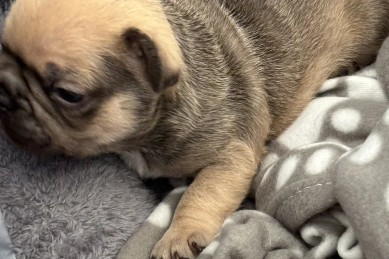 French Bulldog