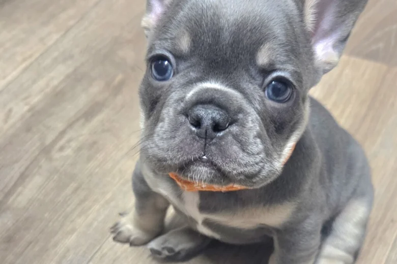 French Bulldog