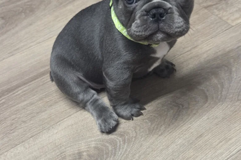 French Bulldog