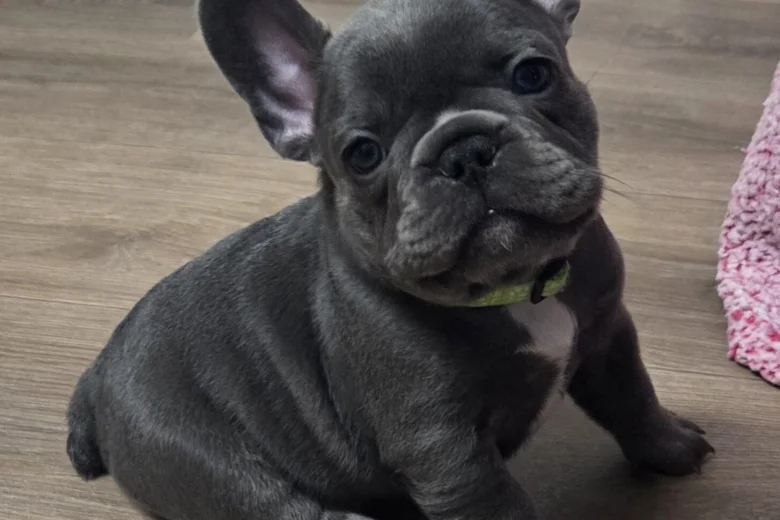 French Bulldog