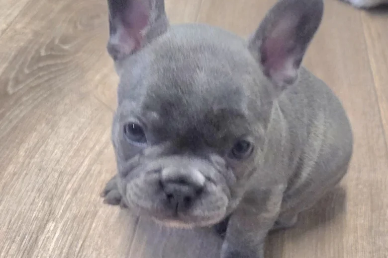 French Bulldog