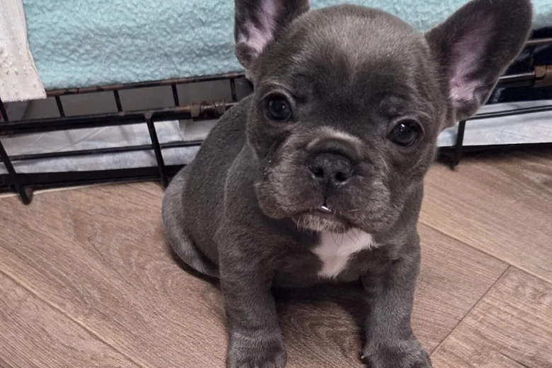 French Bulldog