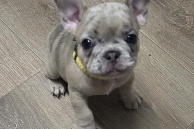 French Bulldog