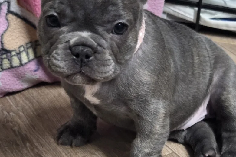 French Bulldog