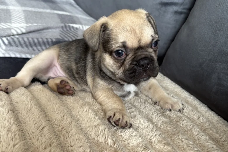 French Bulldog