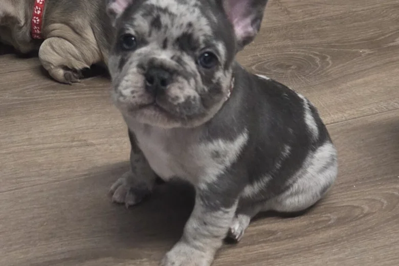 French Bulldog