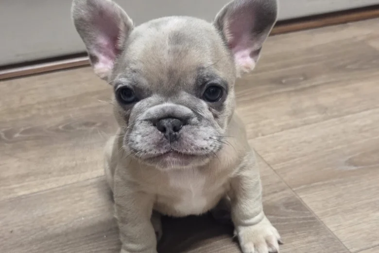 French Bulldog