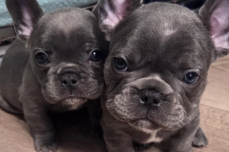 French Bulldog