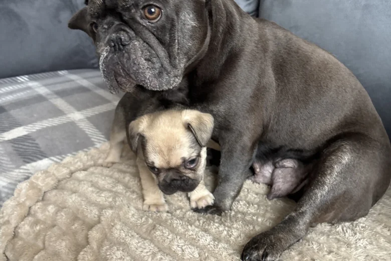 French Bulldog