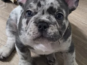 French Bulldog