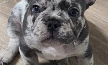 French Bulldog