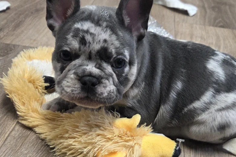 French Bulldog