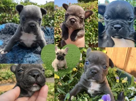 French Bulldog