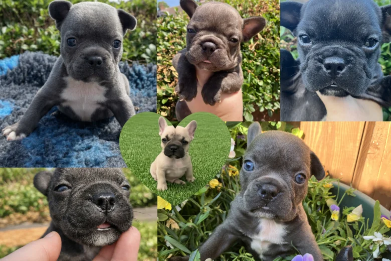 French Bulldog