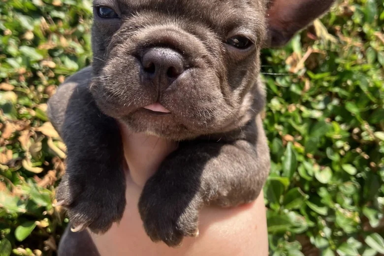 French Bulldog