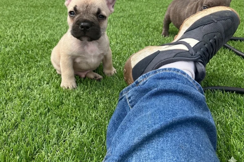 French Bulldog