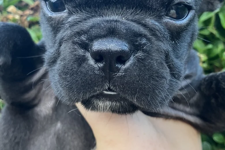 French Bulldog