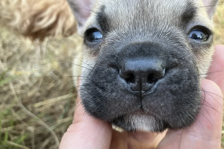 French Bulldog
