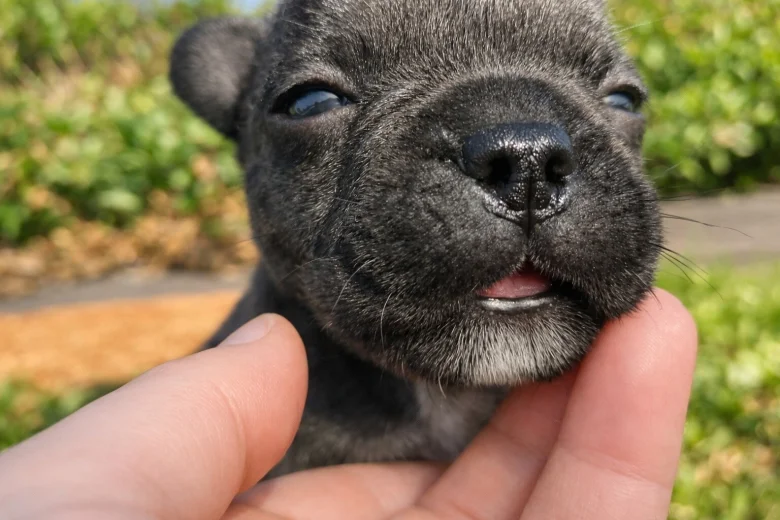 French Bulldog