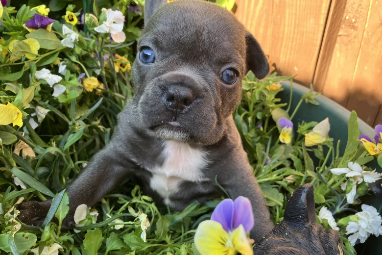 French Bulldog