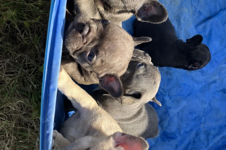 French Bulldog