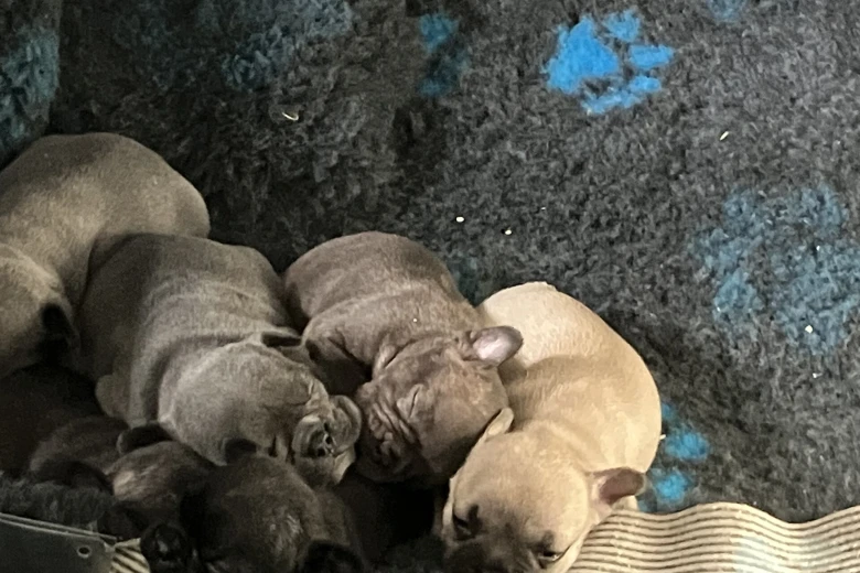 French Bulldog