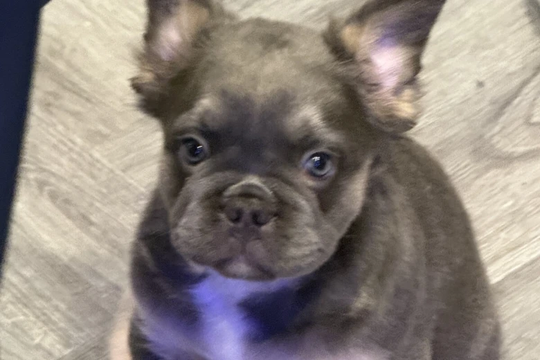 French Bulldog
