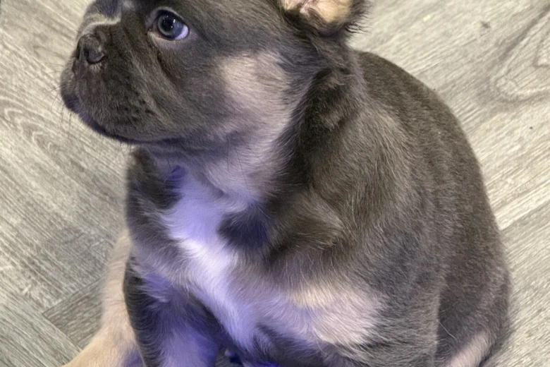 French Bulldog