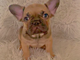 French Bulldog