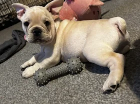 French Bulldog