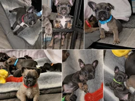 French Bulldog