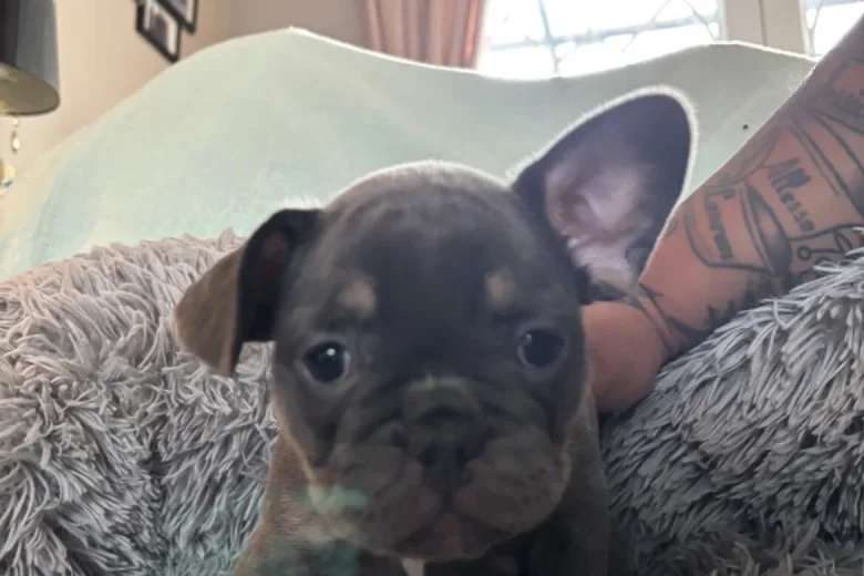 French Bulldog