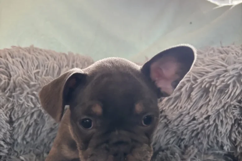 French Bulldog