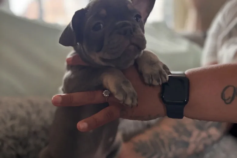French Bulldog