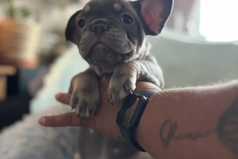 French Bulldog