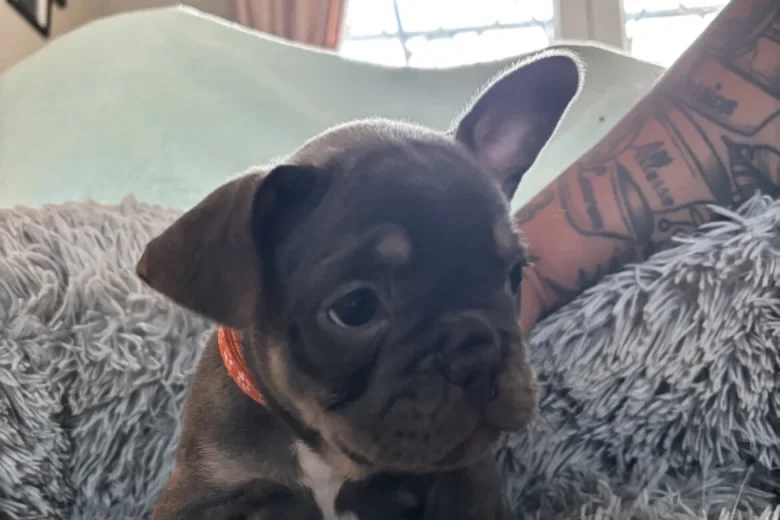 French Bulldog