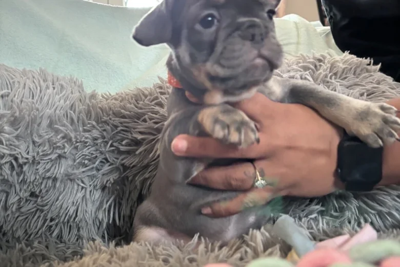 French Bulldog