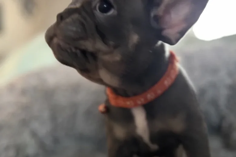 French Bulldog