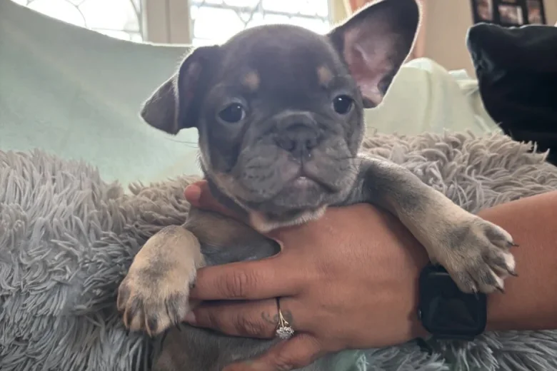 French Bulldog