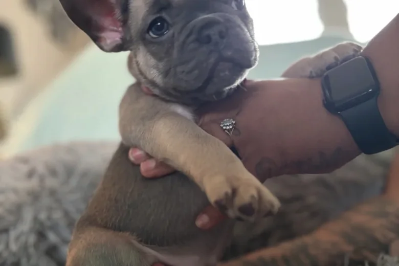 French Bulldog