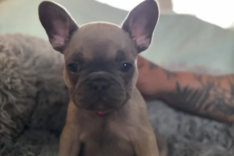 French Bulldog