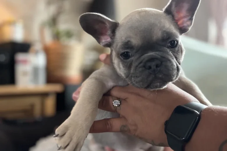 French Bulldog